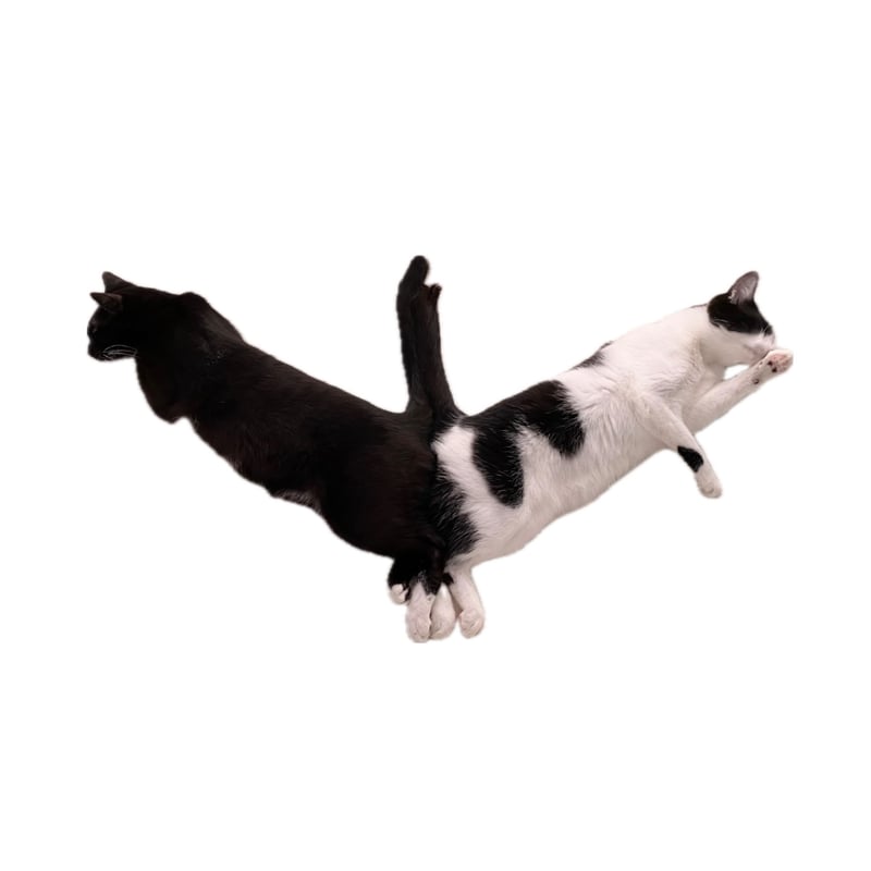 フュージョンロゴトラックパンツ(サックス×ネイビー) | maruore