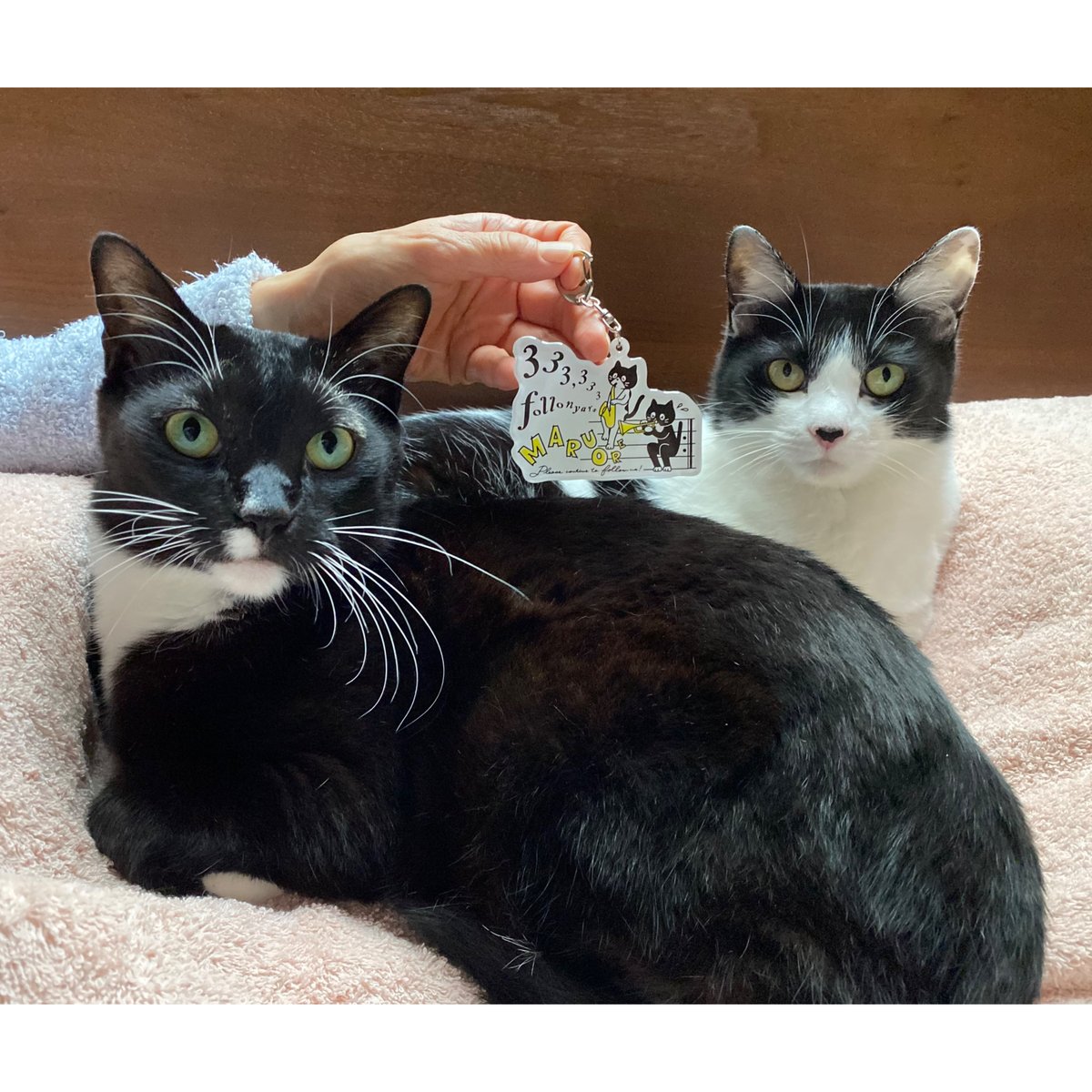まふまふ　猫ちゃんアクリルキーホルダー Amazon.co.jp: まふまふ 猫アクリルキーホルダー : おもちゃ