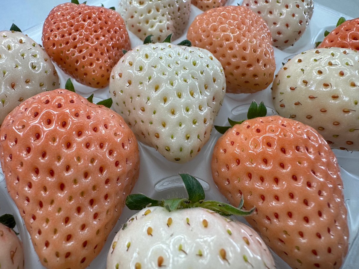 🍓ゆきいちご2色(ピンク&白) 2パックセット | 北海道ゆきいちご