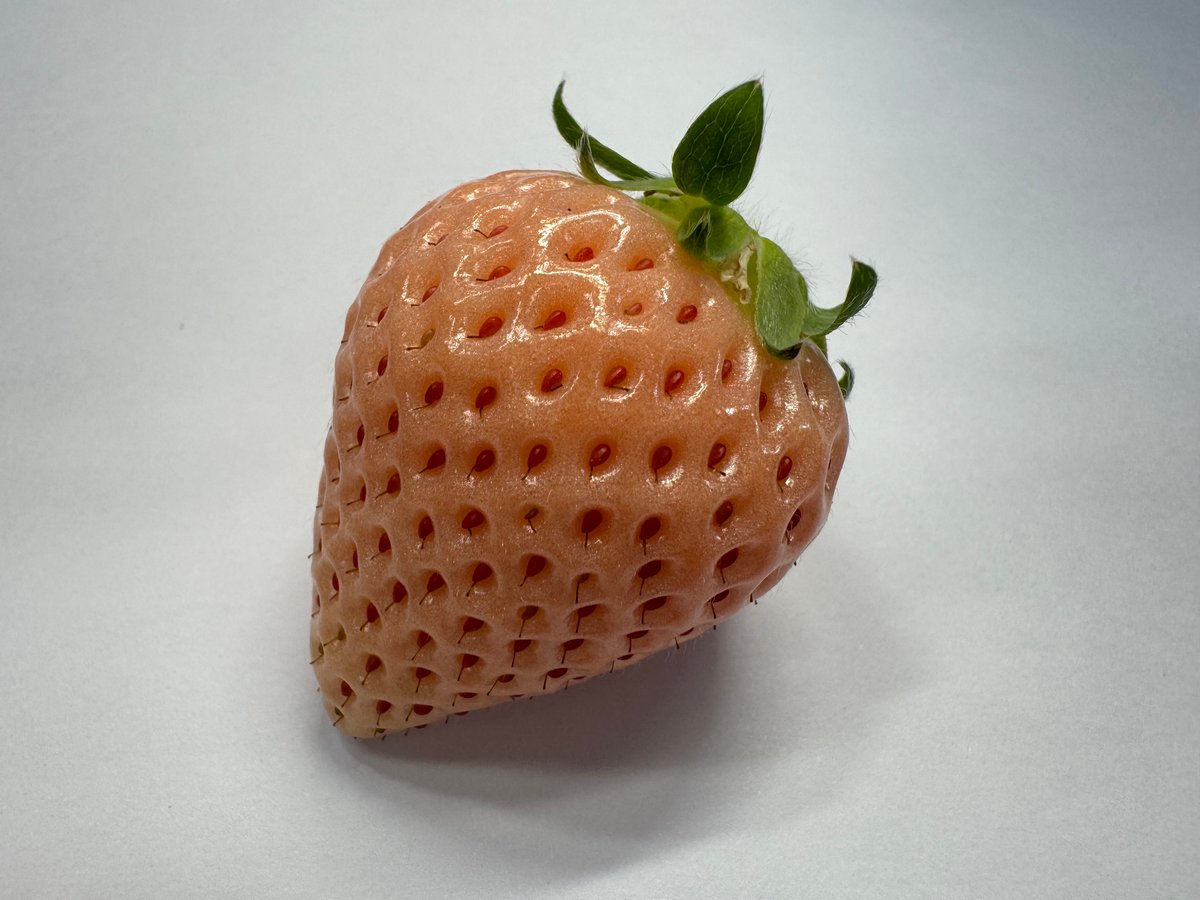 🍓ゆきいちご2色(ピンク&白) 2パックセット | 北海道ゆきいちご