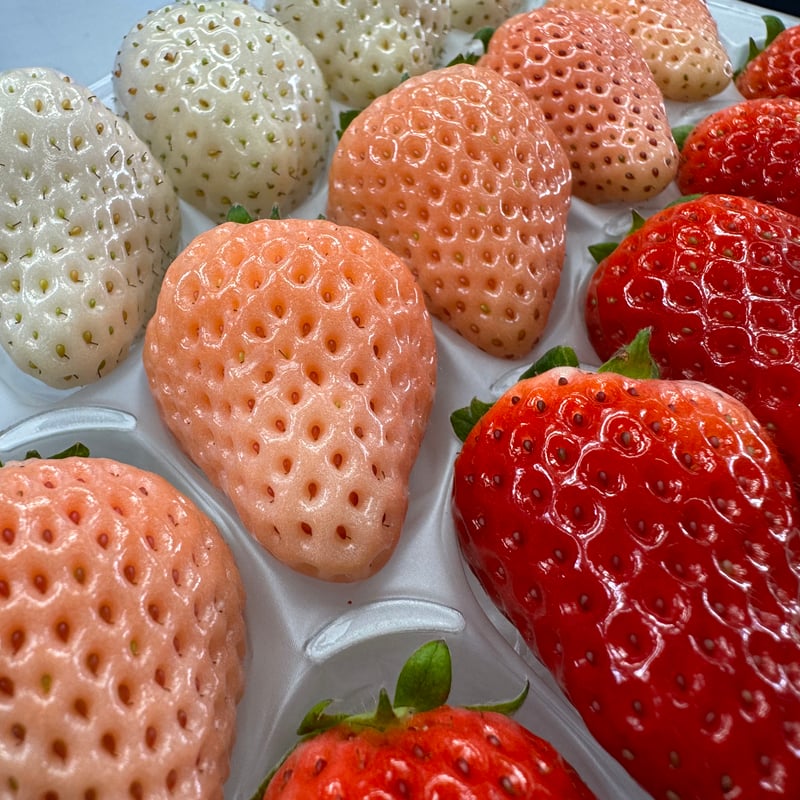 🍓ゆきいちご3色(赤&白＆ピンク) 2パックセット | 北海道ゆきいちご