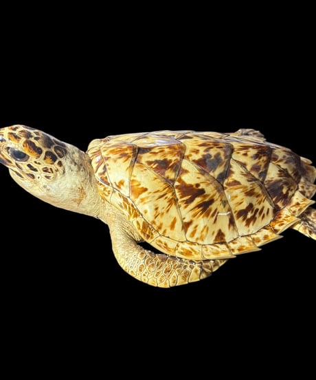 希少!! ウミガメ 剥製 タイマイ 置物 カメ 縁起物 飾り 陶器 昭和 レトロ 工芸品 インテリア 骨董品 アンティーク