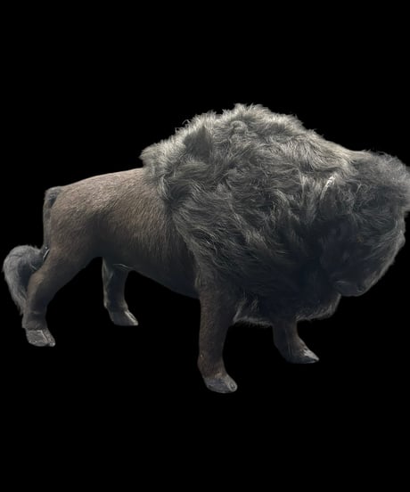 Buffalo Ornament オブジェ バッファロー バイソン 置物 動物 リアル インテリア 雑貨 ヴィンテージ アンティーク