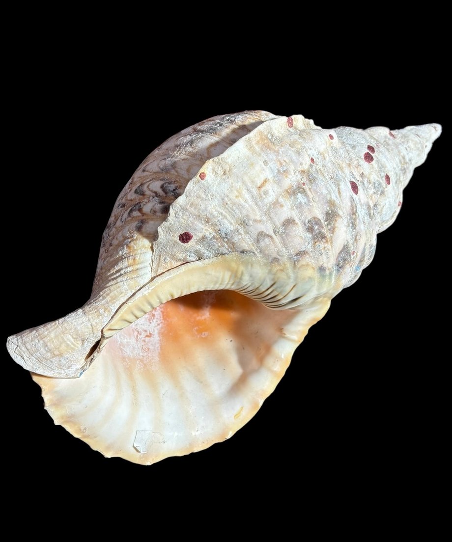 675fa7893ee3fd026cdaeca8