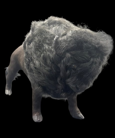 Buffalo Ornament オブジェ バッファロー バイソン 置物 動物 リアル インテリア 雑貨 ヴィンテージ アンティーク