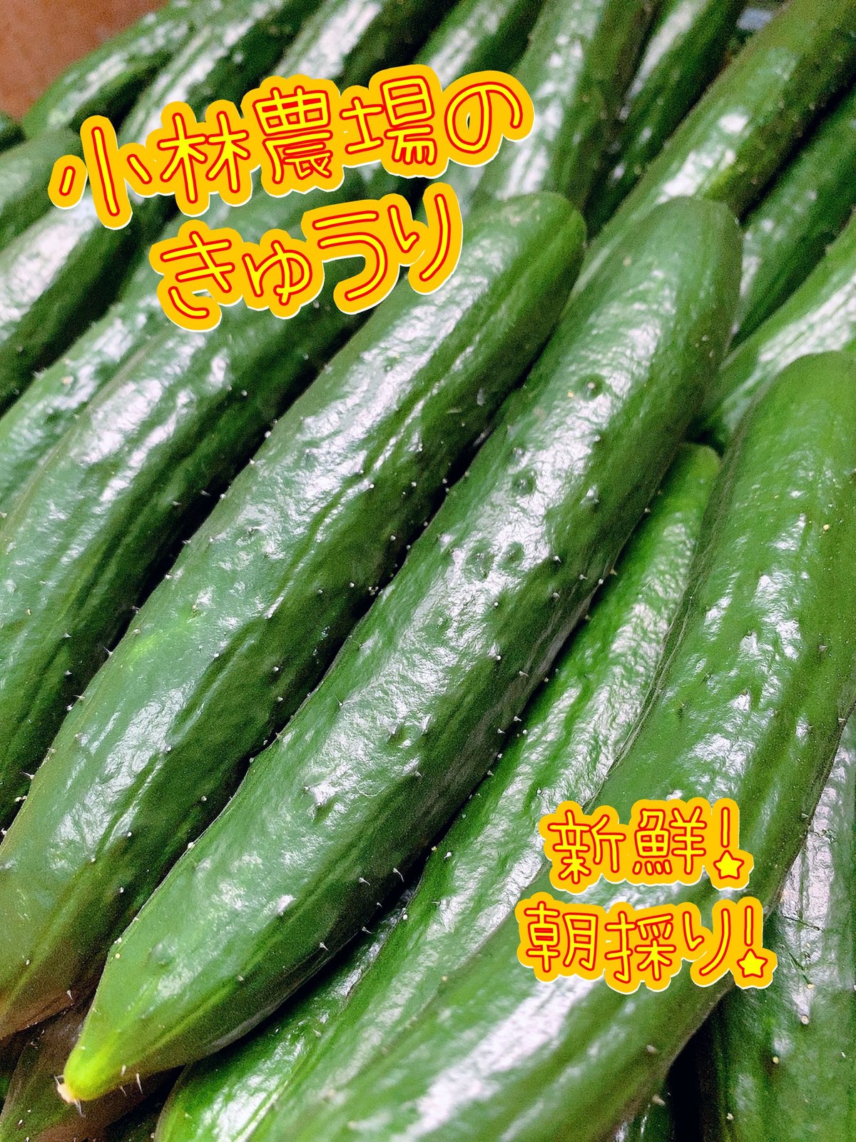 有機キュウリ　鮮緑キュウリ　有機栽培　有機種子　自然栽培　キュウリ　抜き苗　2つ 有機キュウリ鮮緑キュウリ有機栽培有機種子自然栽培キュウリ抜き
