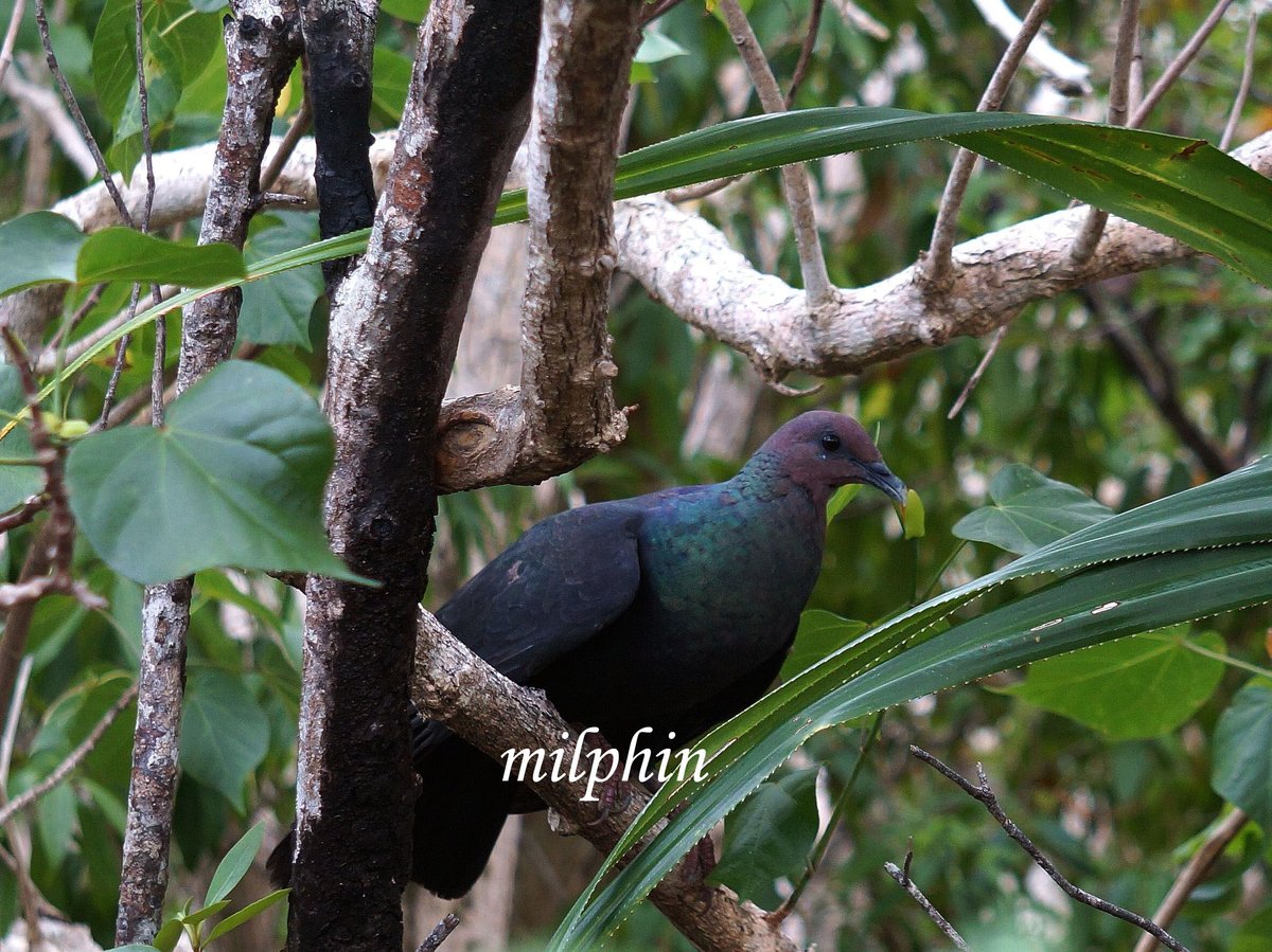 あかぽっぽのピンバッジ | Milphin あいland Guide