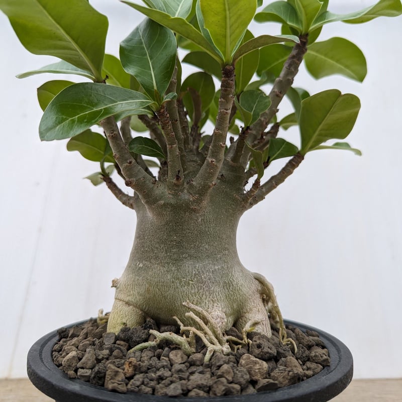 bk45 アデニウム 塊根植物 アラビカム オベスム コーデックス 多肉植物