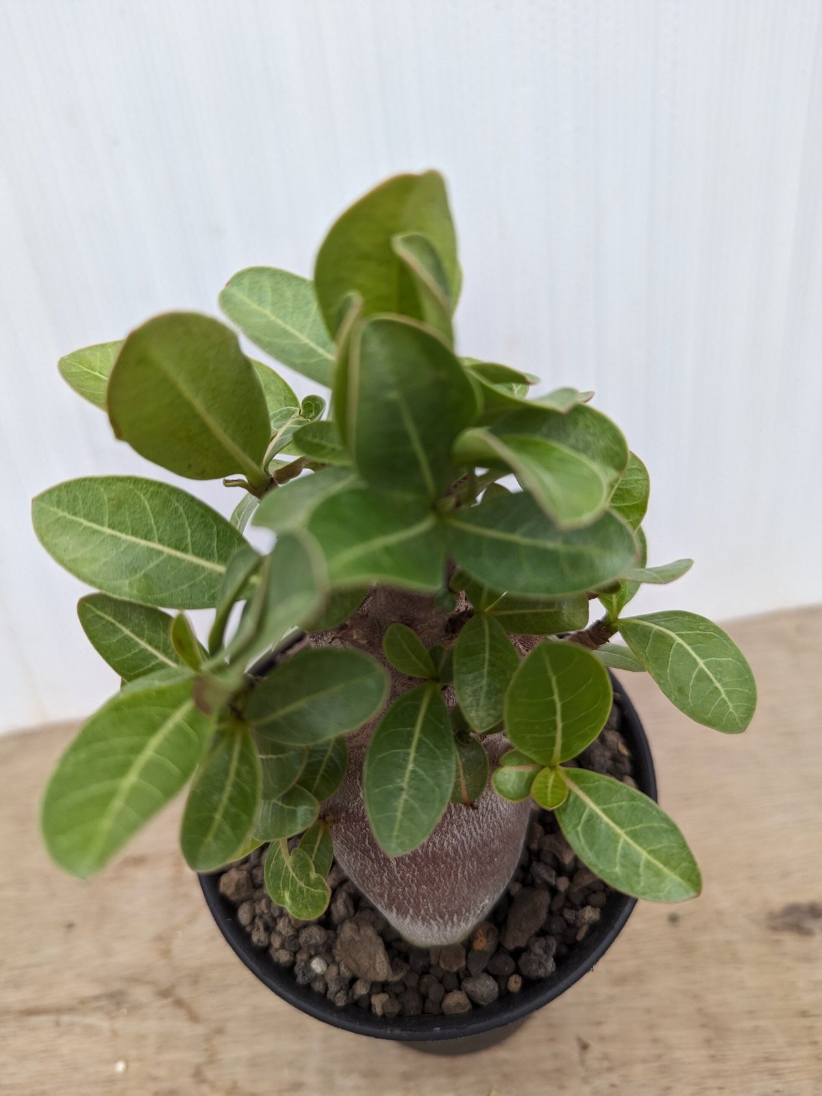bk1 アデニウム ドワーフ ブラックスキン 塊根植物 アラビカム bk1 アデニウム ドワーフ ブラックスキン 塊根植物 アラビカム