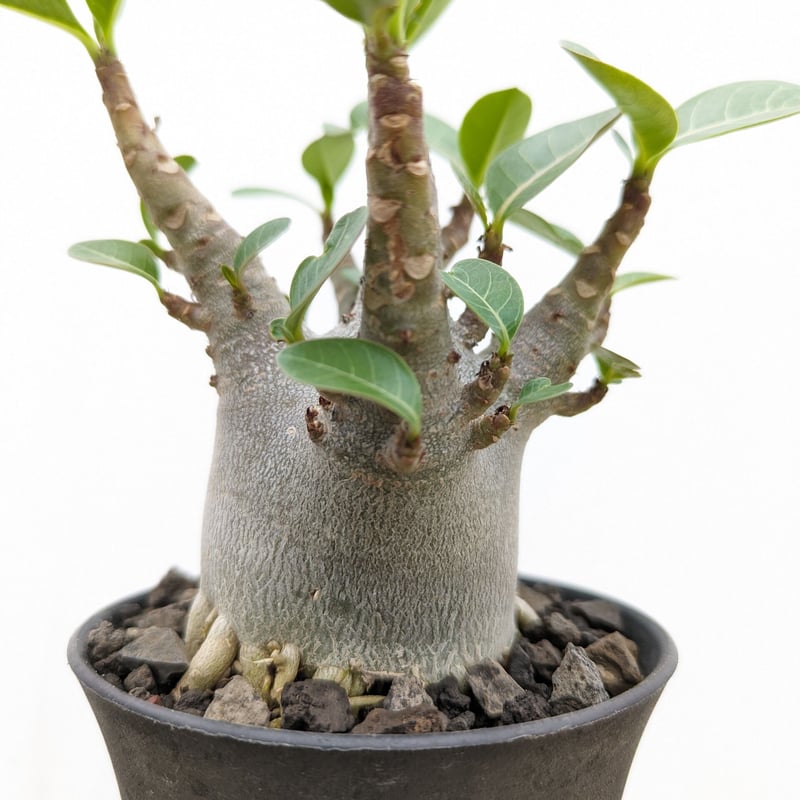 bk12 アデニウム ドワーフ ムカデ足 根上り 塊根植物 アラビカム