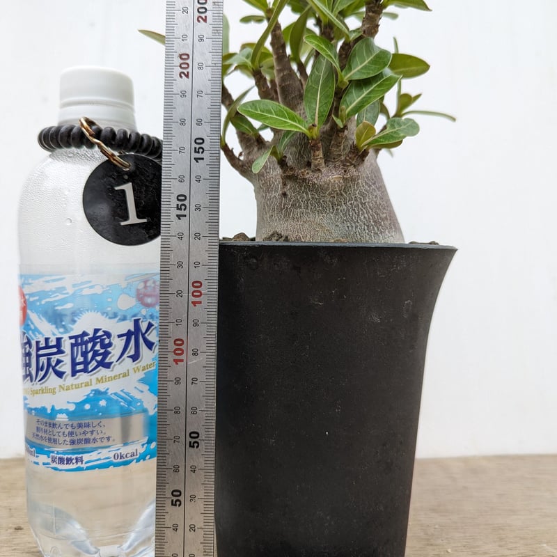 bk1 アデニウム ドワーフ ブラックスキン 塊根植物 アラビカム bk1 アデニウム ドワーフ ブラックスキン 塊根植物 アラビカム