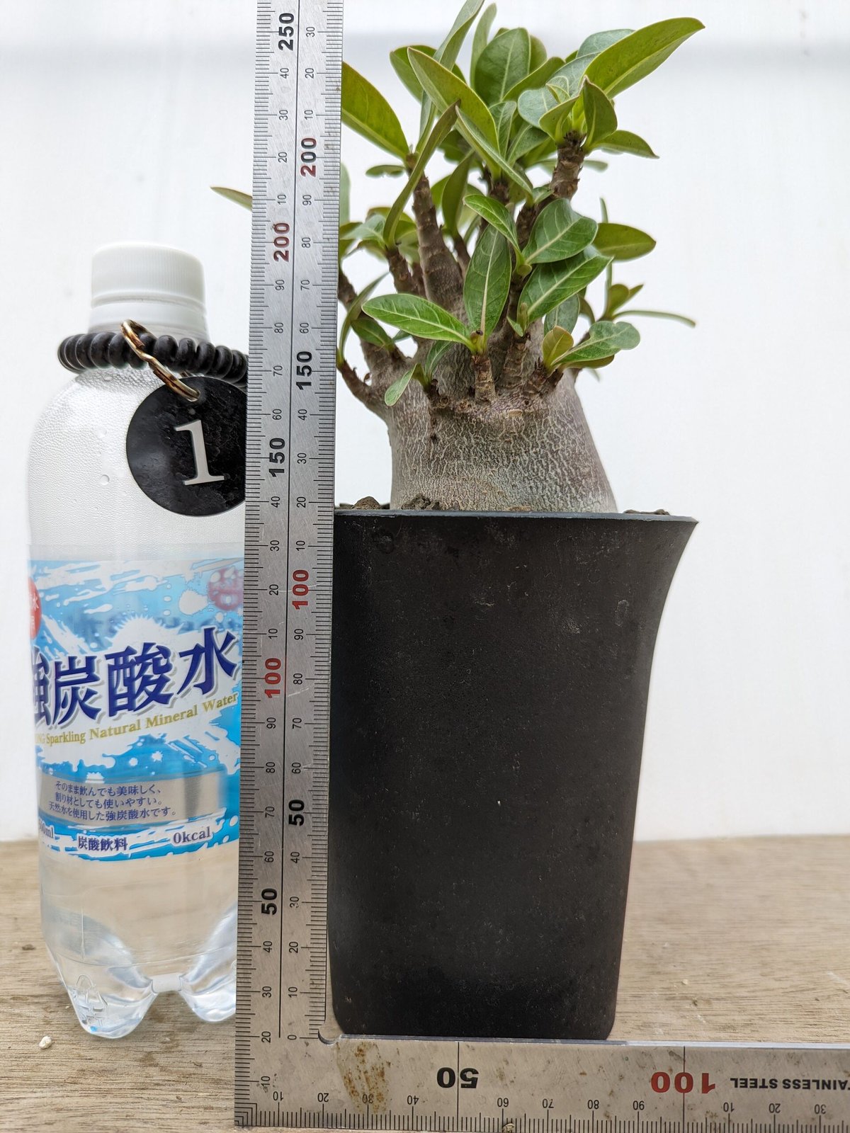 bk1 アデニウム ドワーフ ブラックスキン 塊根植物 アラビカム bk1 アデニウム ドワーフ ブラックスキン 塊根植物 アラビカム