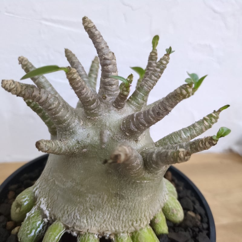 g57 アデニウム ドワーフ タコ足 根上り 大型 塊根植物 コーデックス