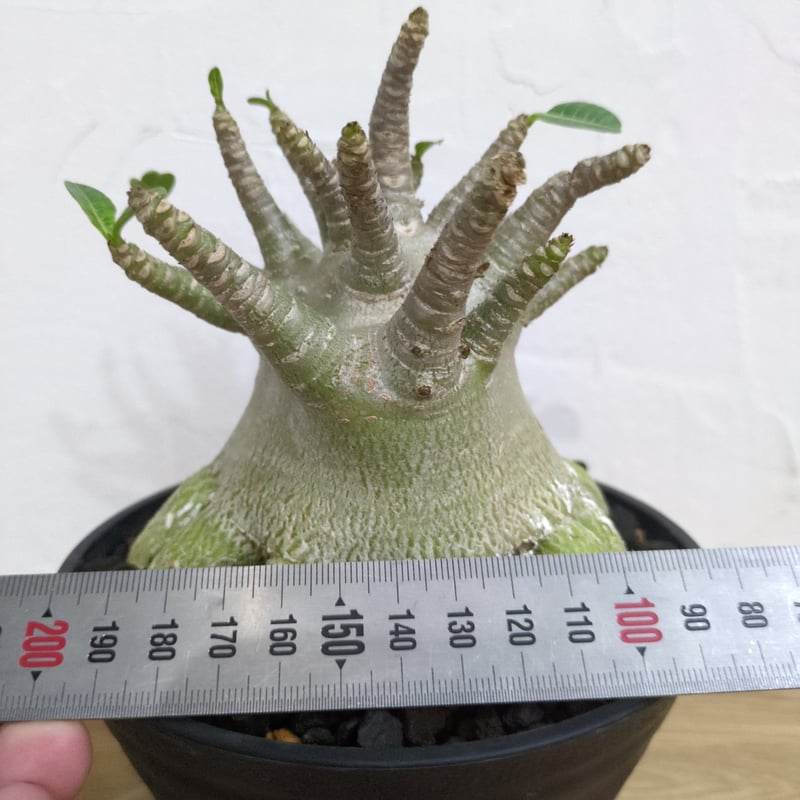 a30 アデニウム ドワーフ タコ足 塊根植物 コーデックス アラビカム a30 アデニウム ドワーフ タコ足 塊根植物 コーデックス アラビカム