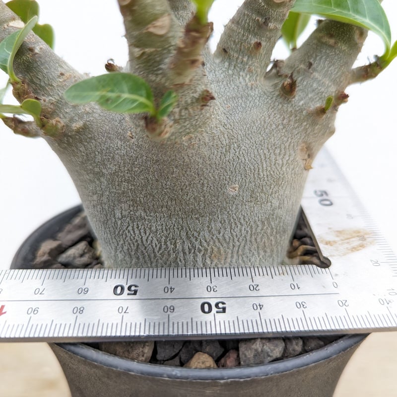 bk12 アデニウム ドワーフ ムカデ足 根上り 塊根植物 アラビカム