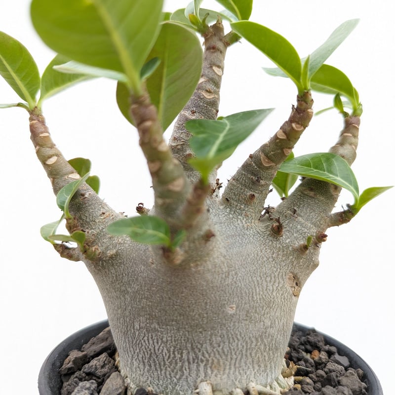 bk12 アデニウム ドワーフ ムカデ足 根上り 塊根植物 アラビカム