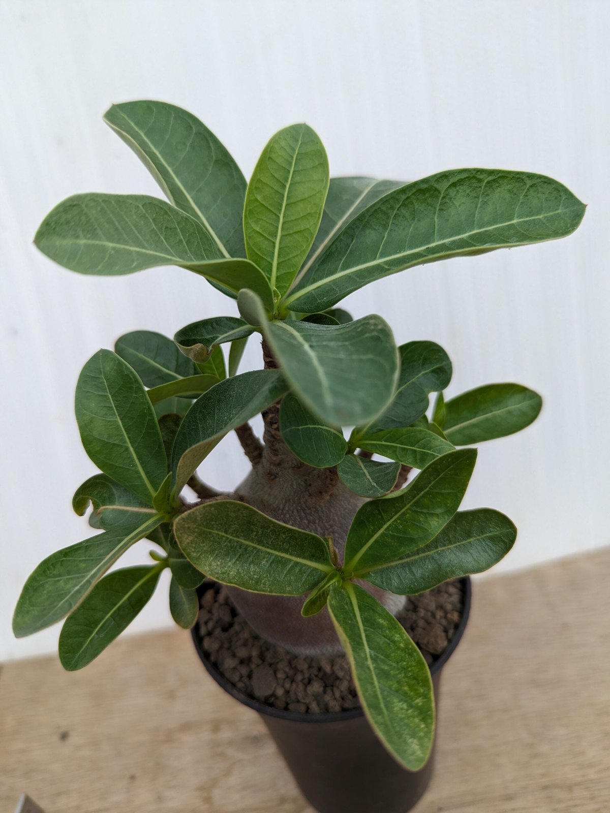 bk2 アデニウム ブラックスキン 塊根植物 アラビカム オベスム bk2 アデニウム ブラックスキン 塊根植物 アラビカム オベスム