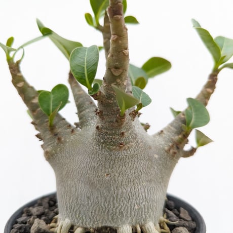 bk12 アデニウム ドワーフ ムカデ足 根上り 塊根植物 アラビカム アラビクム コーデックス