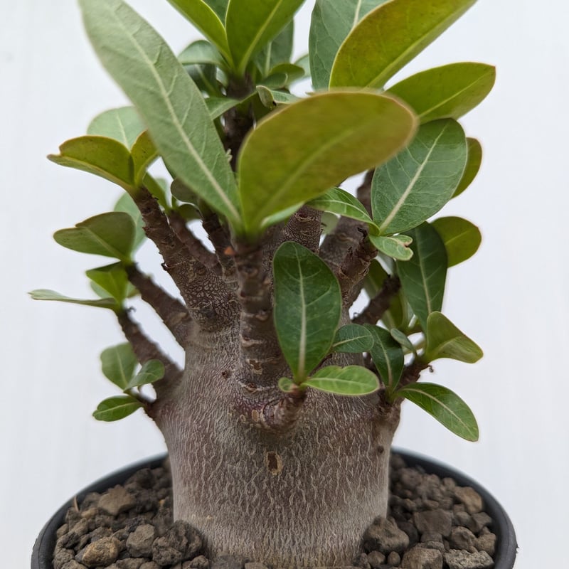 bk1 アデニウム ドワーフ ブラックスキン 塊根植物 アラビカム bk1 アデニウム ドワーフ ブラックスキン 塊根植物 アラビカム
