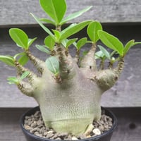 a59 アデニウム ドワーフ タコ足 塊根植物 コーデックス アラビカム g57 アデニウム ドワーフ タコ足 根上り 大型 塊根植物
