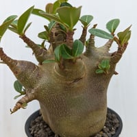 a73 アデニウム ドワーフ タコ足 塊根植物 コーデックス アラビカム g57 アデニウム ドワーフ タコ足 根上り 大型 塊根植物