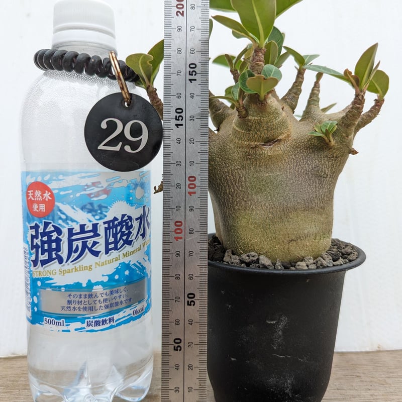 bk21 アデニウム ドワーフ 塊根植物 アラビカム コーデックス | adeadenium