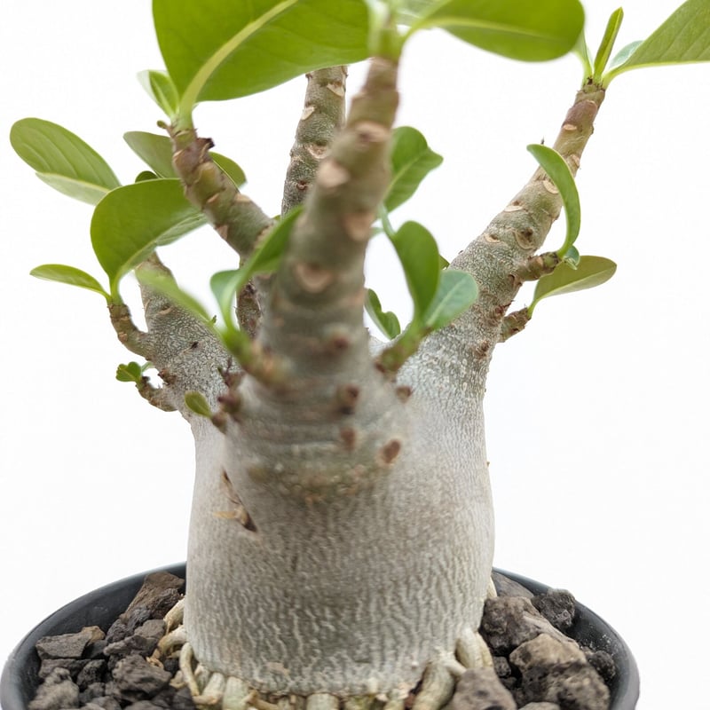 bk12 アデニウム ドワーフ ムカデ足 根上り 塊根植物 アラビカム