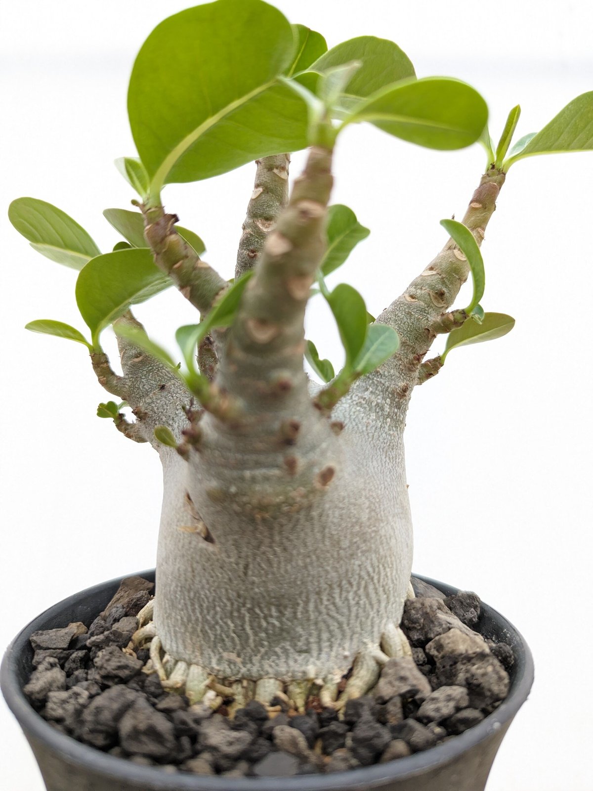 bk12 アデニウム ドワーフ ムカデ足 根上り 塊根植物 アラビカム
