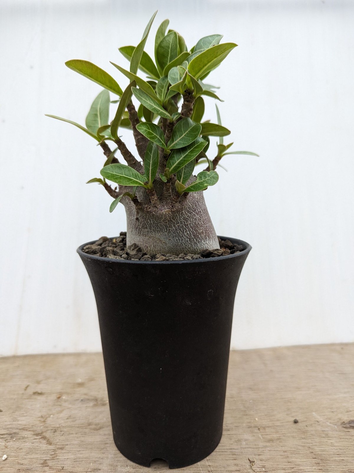 bk1 アデニウム ドワーフ ブラックスキン 塊根植物 アラビカム bk1 アデニウム ドワーフ ブラックスキン 塊根植物 アラビカム