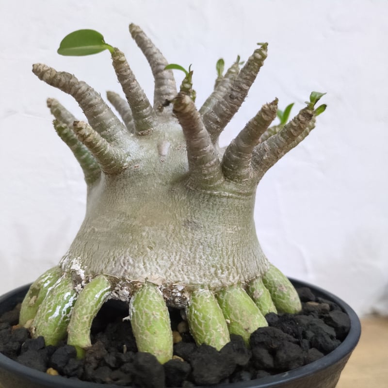 g57 アデニウム ドワーフ タコ足 根上り 大型 塊根植物