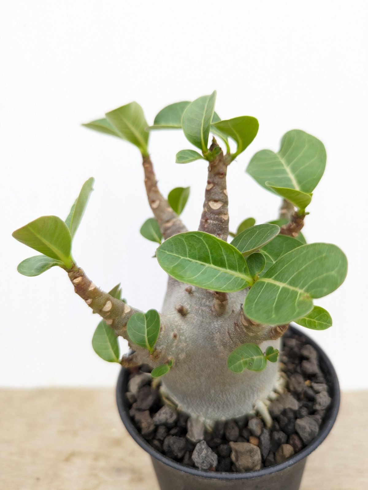 a72 アデニウム ドワーフ ムカデ足 塊根植物 コーデックス アラビカム Amazon.co.jp: アデニウムアラビカム ドワーフ 7号 コーデックス