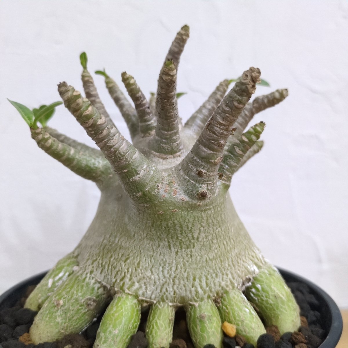 【B】アデニウムアラビカムドワーフ タコ足 大株幹幅約10cm g57 アデニウム ドワーフ タコ足 根上り 大型 塊根植物 コーデックス