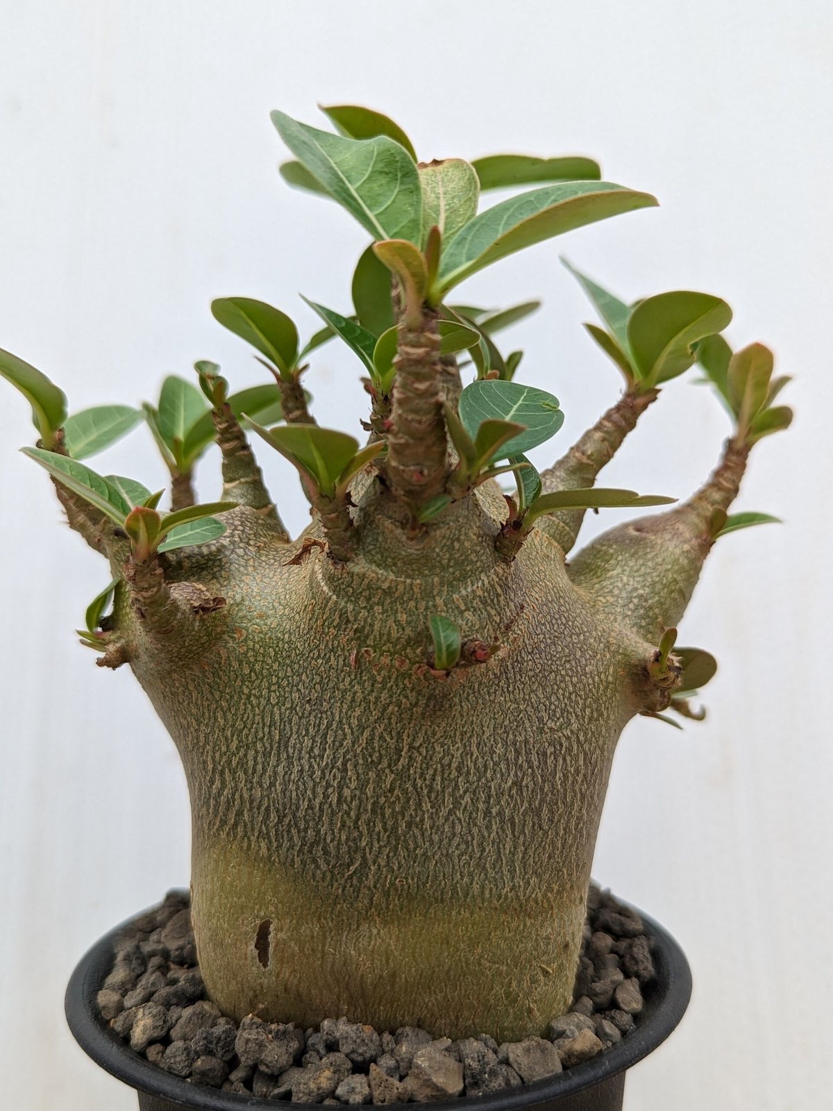 bk21 アデニウム ドワーフ 塊根植物 アラビカム コーデックス | adeadenium