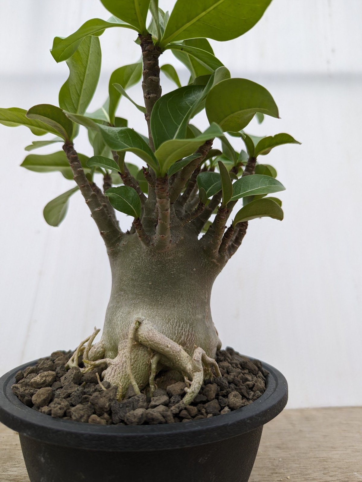 bk45 アデニウム 塊根植物 アラビカム オベスム コーデックス 多肉植物