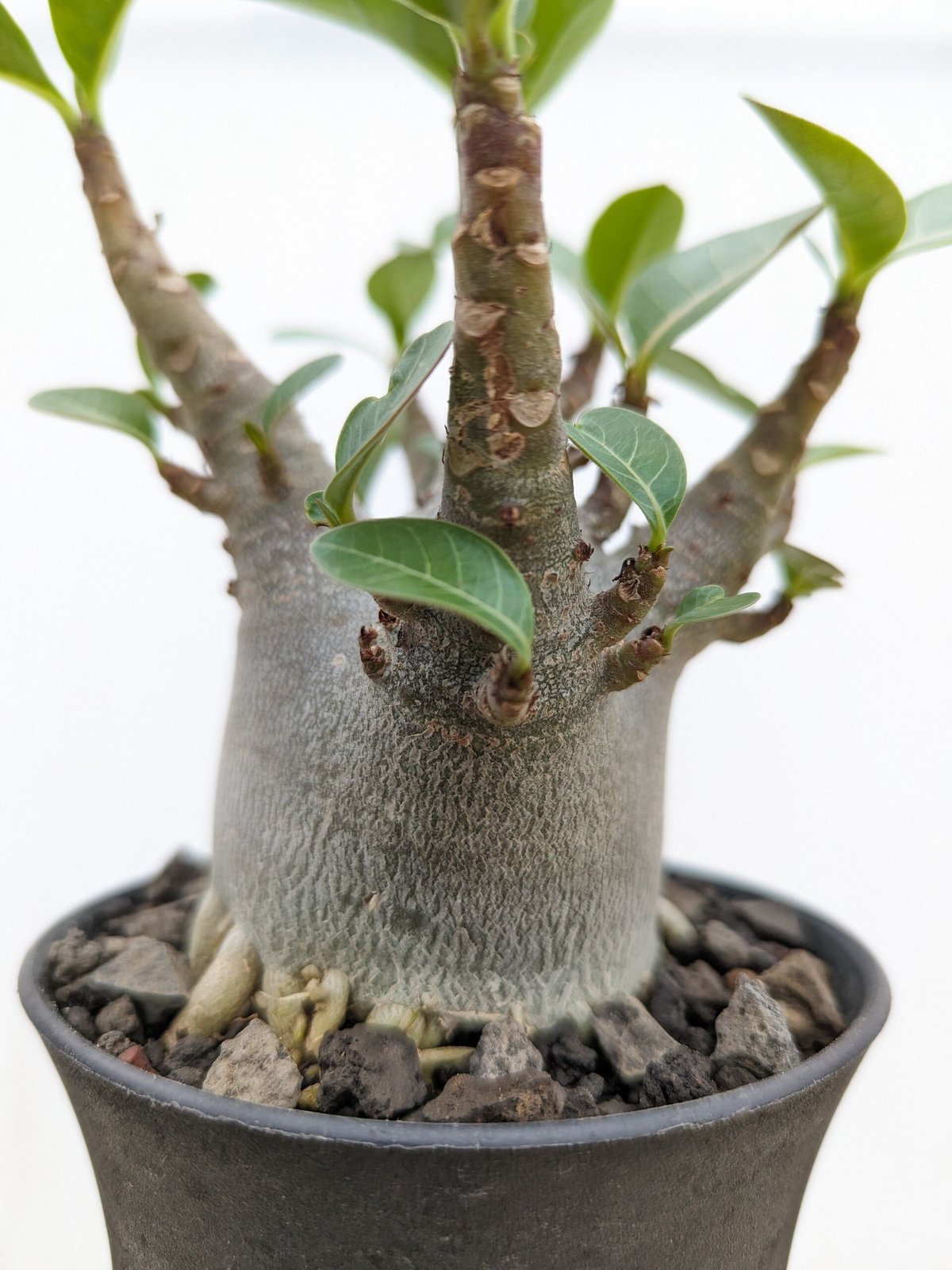 a72 アデニウム ドワーフ ムカデ足 塊根植物 コーデックス アラビカム a72 アデニウム ドワーフ ムカデ足 塊根植物 コーデックス アラビカム