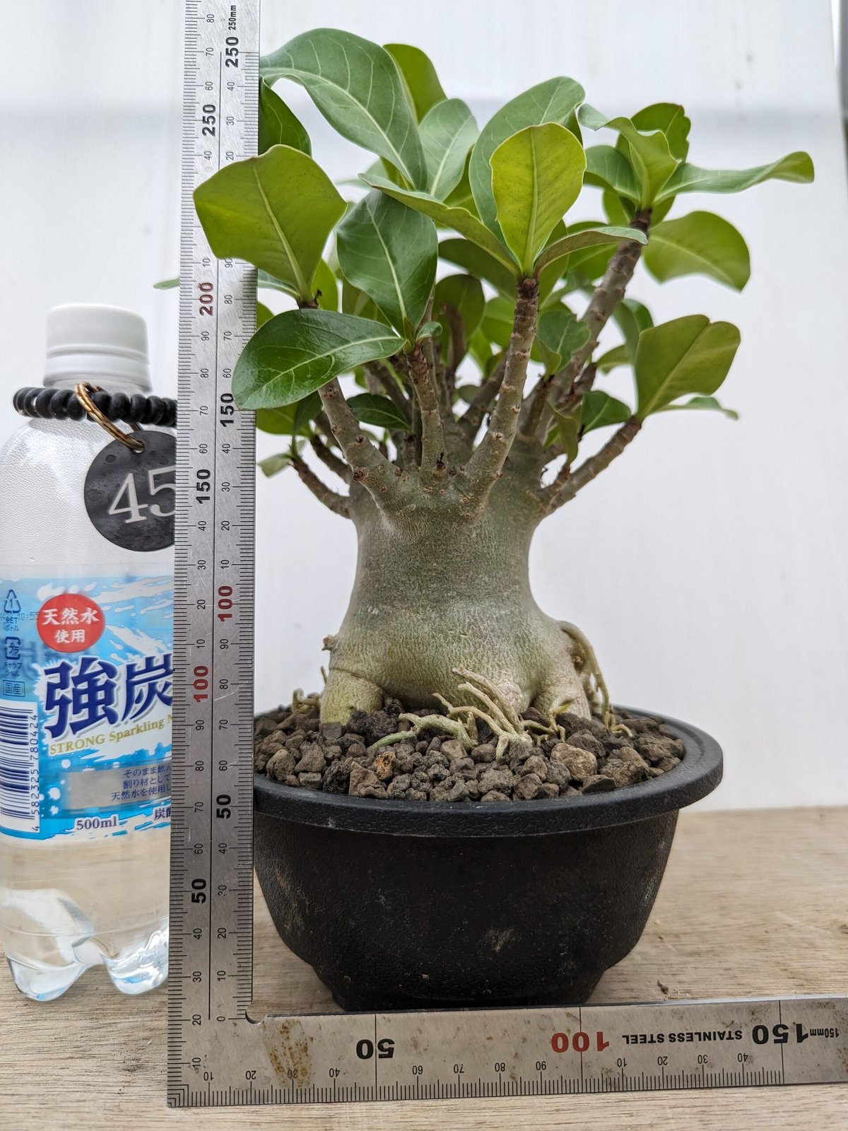 アデニウム ドワーフ タコ足 塊根植物 コーデックス アラビカム a21良