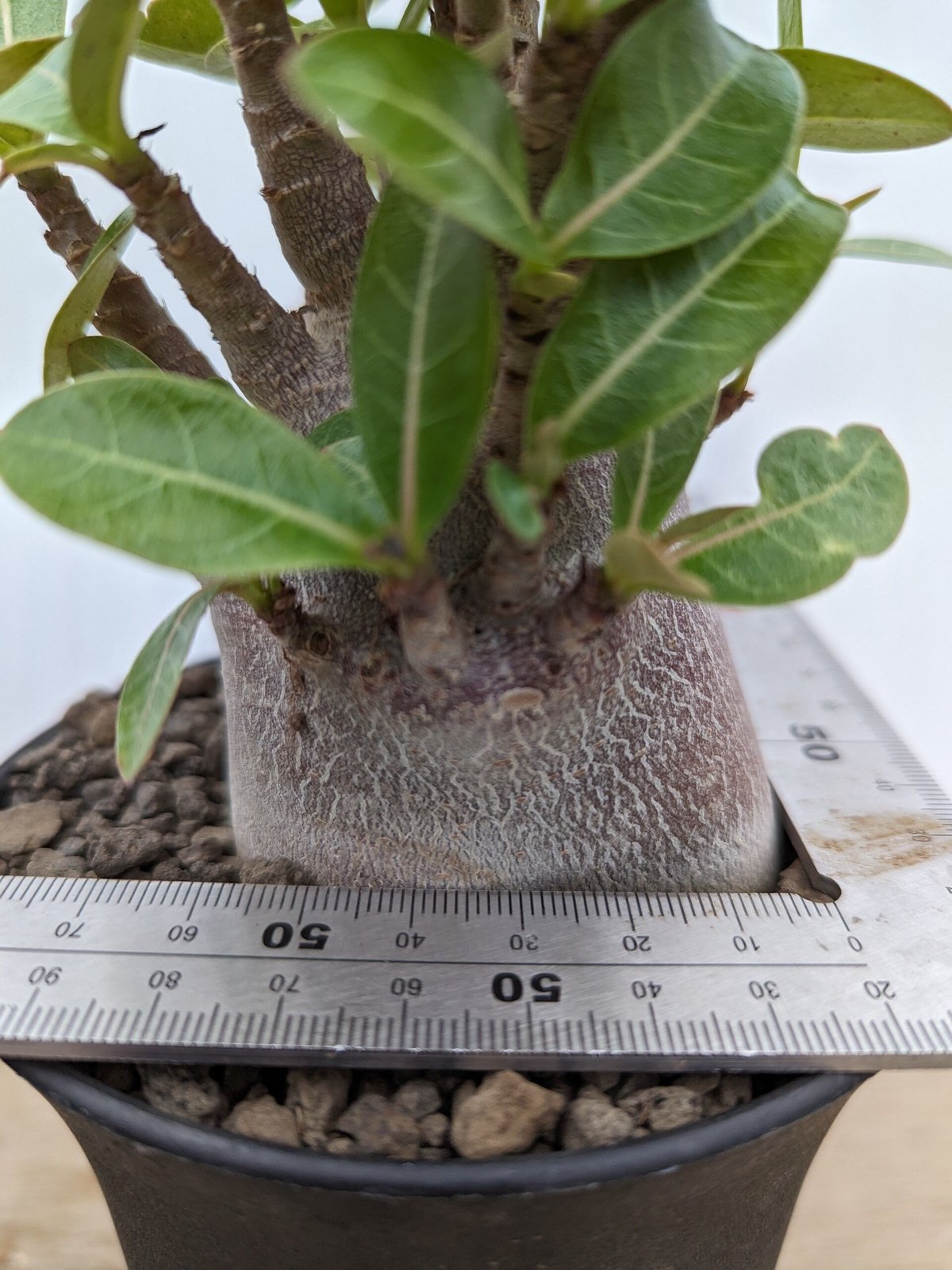 bk1 アデニウム ドワーフ ブラックスキン 塊根植物 アラビカム