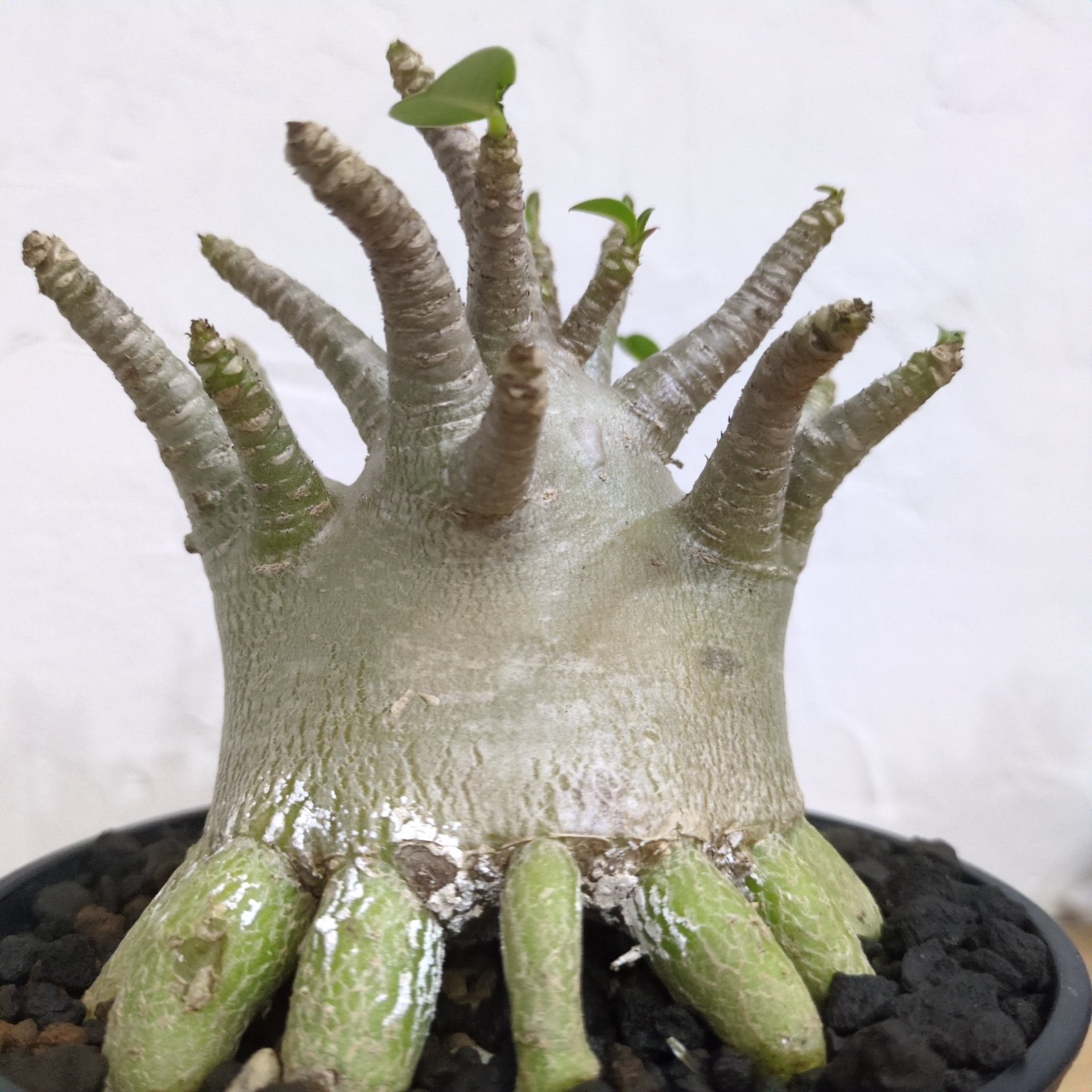 ★塊根植物★ アデニウム アラビカム タコ足 ドワーフ 18cm original
