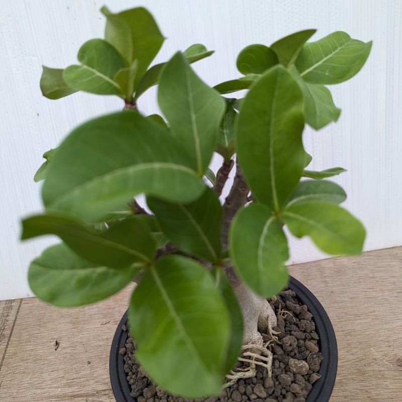 bk45 アデニウム 塊根植物 アラビカム オベスム コーデックス 多肉植物
