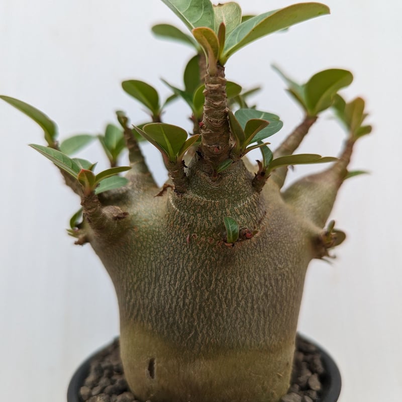 bk21 アデニウム ドワーフ 塊根植物 アラビカム コーデックス | adeadenium