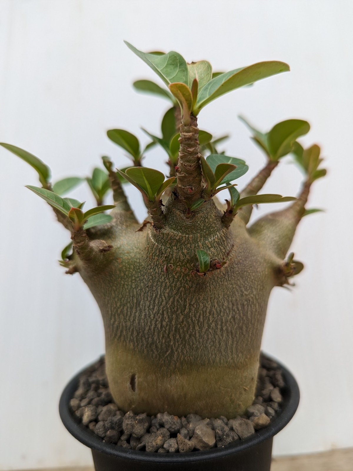 bk21 アデニウム ドワーフ 塊根植物 アラビカム コーデックス | adeadenium