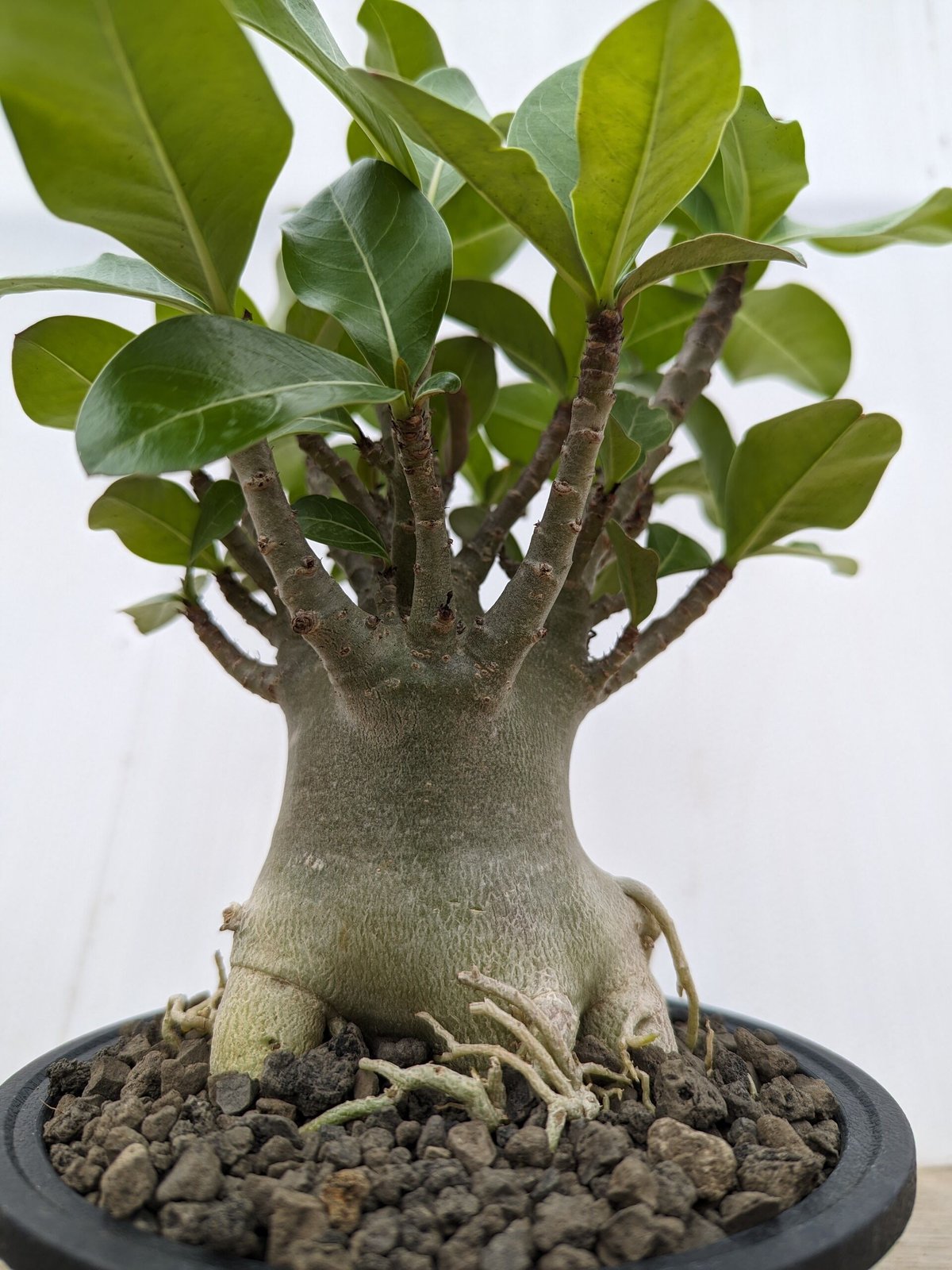 bk45 アデニウム 塊根植物 アラビカム オベスム コーデックス 多肉植物