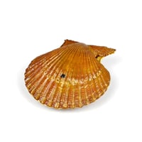 □山中漆器 嘉匠菴 中村 孝也作「蔦 横割香合 南天蒔絵」な-0103 | 嘉