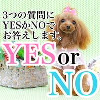 YES NO 占い 鑑定