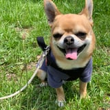 Leo Lab