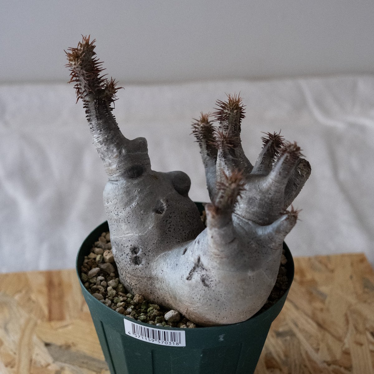 と*ん様 パキポディウム マカイエンセ パキポディウム マカイエンセ 58 | Plants・Cycle
