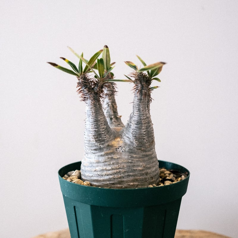 パキポディウム グラキリス 43 | Plants・Cycle