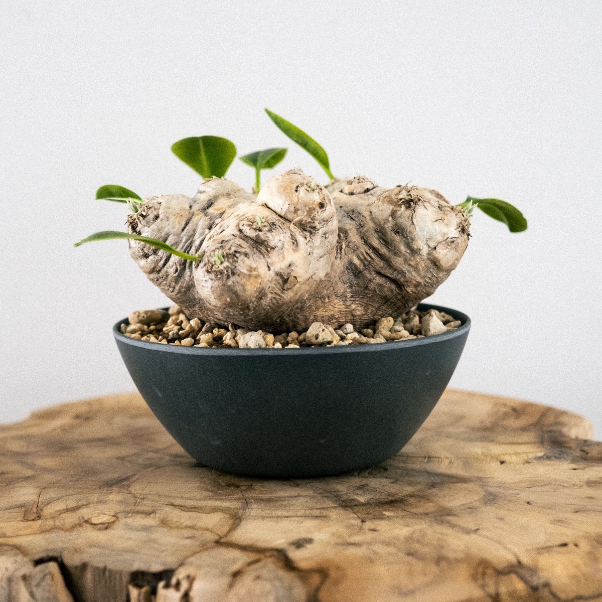 パキポディウム ブレビカウレ（恵比寿笑い） 30 | Plants・Cycle