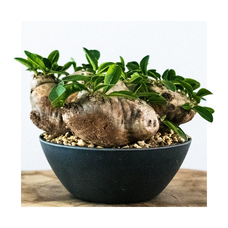 パキポディウム ブレビカウレ（恵比寿笑い） 25 | Plants・Cycle