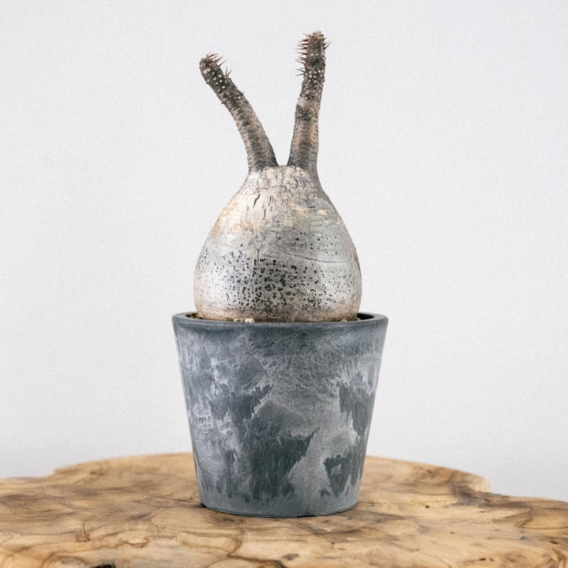 ★今だけ★パキポディウム　グラキリス　つぼ型 パキポディウム・グラキリス あみぐるみで作ってみました♫ 水